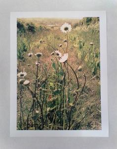 The Life of Daisies - print